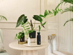 Fragrance Sticks