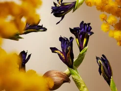 Orris Mimosa Mini Fragrance Sticks