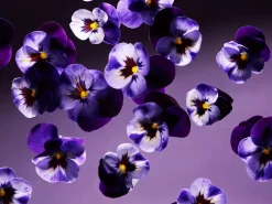 Smooth Violet Scented Candle