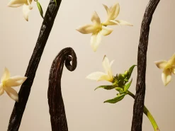 Suede Vanilla Refill Fragrance Sticks