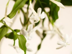Sweet Jasmine Kitchen Hand Balm