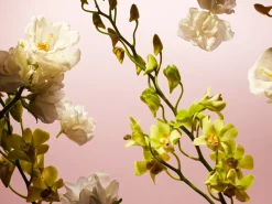 Travel - Fleurs de l’Himalaya