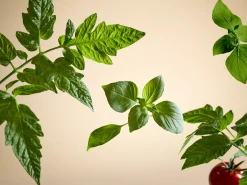 White Basil Car Wipes