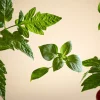 White Basil Scented Candle